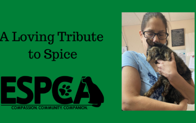 Spice’s Memorial Tribute