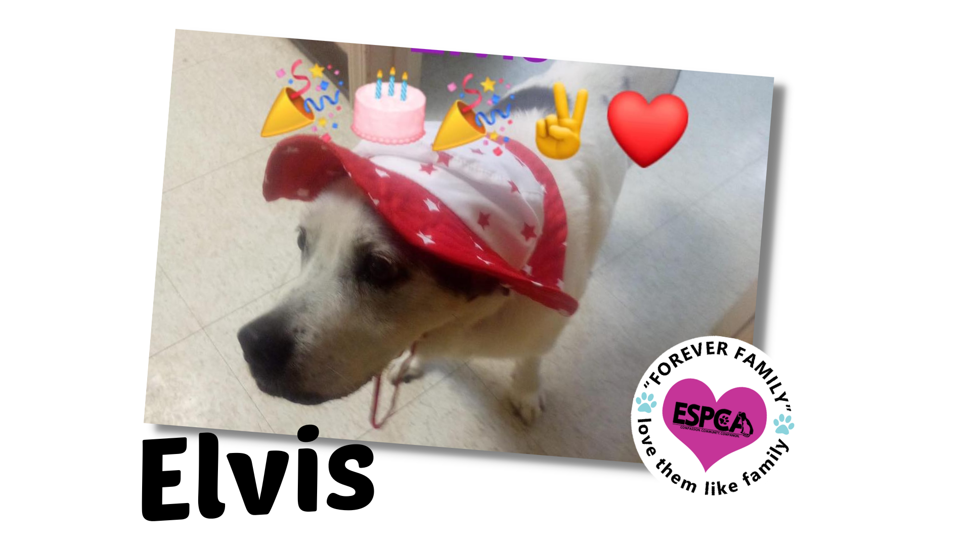 elvis