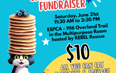 Cakes & Cream Fundraiser June 21st