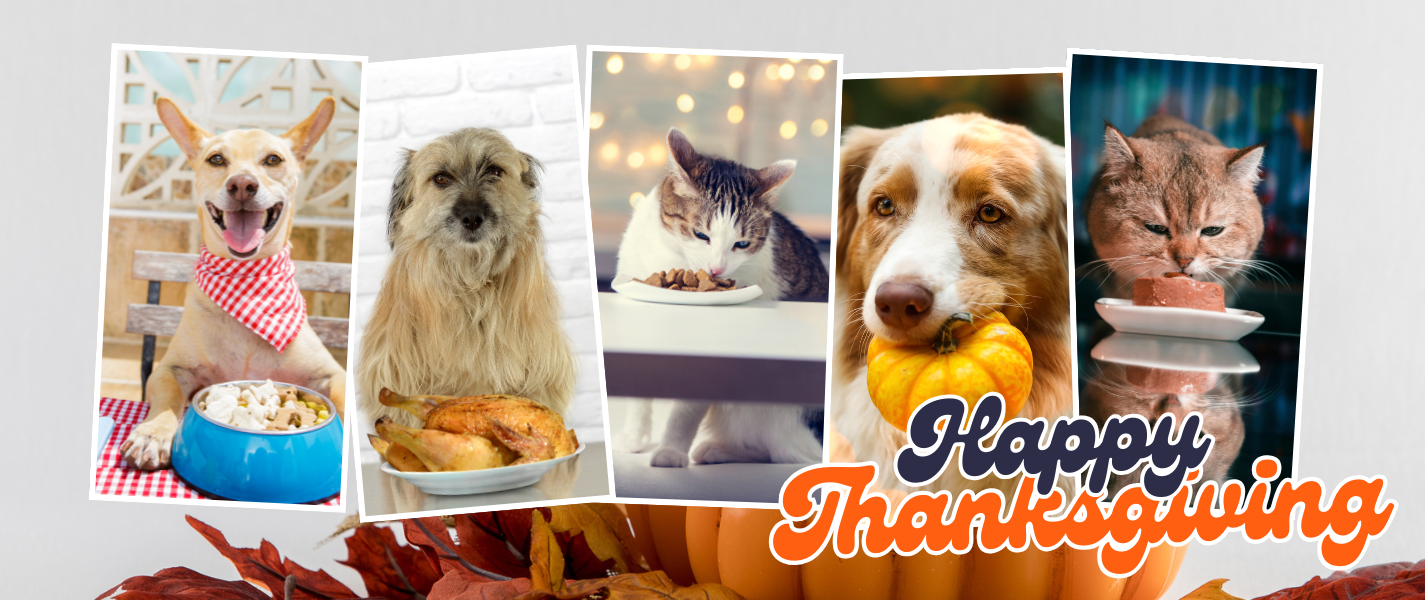 Dogs and Cats Thanksgiving Feast