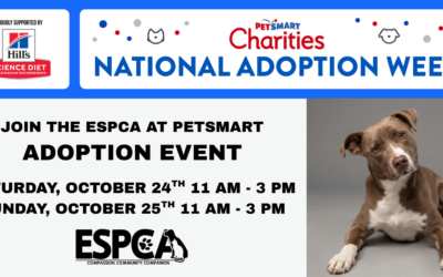 National Adoption Week